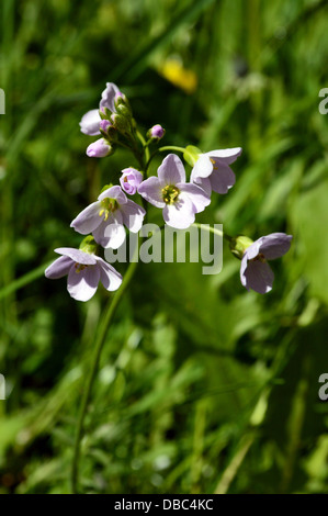 I fiori di maggio in 'hotel Astrid parte di legno del Dales Modo lunga distanza sentiero Wharfedale Yorkshire Foto Stock