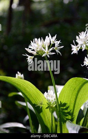 Aglio selvatico Blossom nel 'hotel Astrid legno sull'Dales Modo lunga distanza sentiero Wharfedale Yorkshire Foto Stock