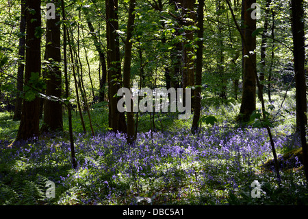 Bluebells & alberi in 'hotel Astrid parte di legno del Dales Modo lunga distanza sentiero Wharfedale Yorkshire Foto Stock