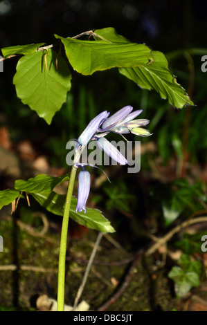 Bluebells radici in 'hotel Astrid parte di legno del Dales Modo lunga distanza sentiero Wharfedale Yorkshire Foto Stock