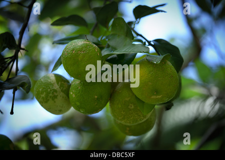 Il verde dei limoni crescono su albero di limone in un organico alla piantagione di frutta - isola di Aitutaki, Isole Cook Foto Stock