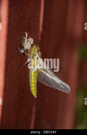 Ampia corposo Chaser (libellula depressa) avendo appena emerso dal suo stadio larvale Foto Stock