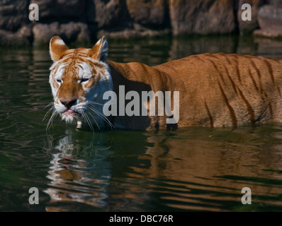 Diamante, Leucistic tigre del Bengala (panthera tigris tigris) maschio, Isle of Wight Zoo, Sandown, Isle of Wight, Hampshire, Inghilterra Foto Stock
