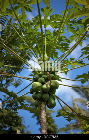 Papaie cresce su albero di papaia (Carica papaya) in un ambiente tropicale frutta organica e piantagione di vegetali in Aitutaki Island Isole Cook Foto Stock