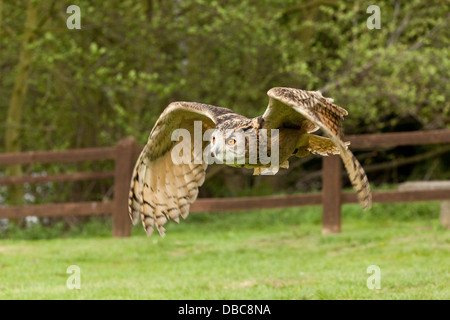 Una lunga Eared Owl in volo (Asio otus) Foto Stock
