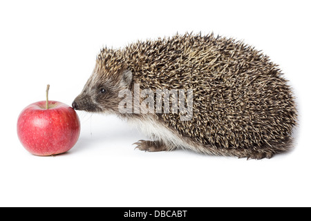 Erinaceus europaeus, dell'Europa occidentale riccio, di fronte a uno sfondo bianco, isolata. Denisovo, Rjazan Regione, area Pronsky. Foto Stock