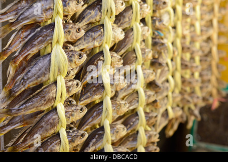 Pesci secchi al mercato Gwangjang a Seul, in Corea del Sud. Foto Stock