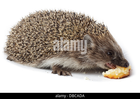 Erinaceus europaeus, dell'Europa occidentale riccio, di fronte a uno sfondo bianco, isolata. Denisovo, Rjazan Regione, area Pronsky. Foto Stock