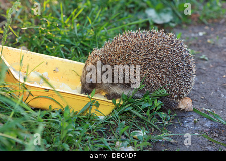 Erinaceus europaeus, dell'Europa occidentale Hedgehog. Denisovo, Rjazan Regione, area Pronsky. La Russia Foto Stock