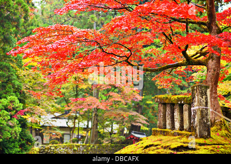 Il fogliame di autunno in Nikko, Giappone. Foto Stock