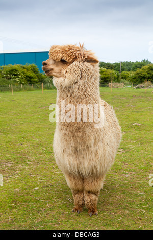 Unico allevamento di alpaca per la sua densa di vello che rende una lana. Foto Stock