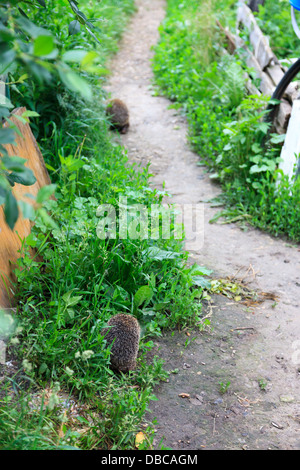 Erinaceus europaeus, dell'Europa occidentale Hedgehog. Denisovo, Rjazan Regione, area Pronsky. La Russia Foto Stock