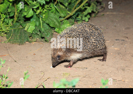 Erinaceus europaeus, dell'Europa occidentale Hedgehog. Denisovo, Rjazan Regione, area Pronsky. La Russia Foto Stock