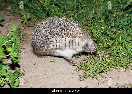 Erinaceus europaeus, dell'Europa occidentale Hedgehog. Denisovo, Rjazan Regione, area Pronsky. La Russia Foto Stock