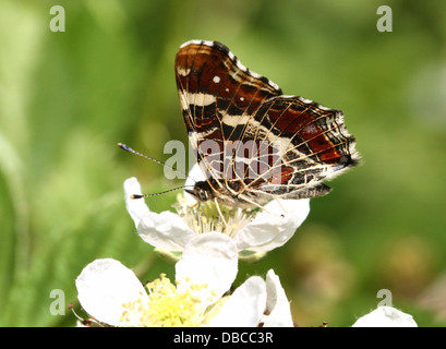 Close-up di seconda generazione / estate covata mappa europea Butterfly (Araschnia levana) alimentazione su un fiore di blackberry Foto Stock