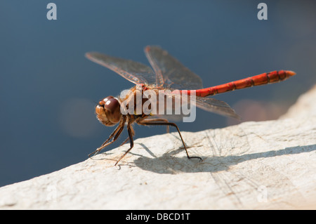 Common Darter dragonfly poggiante sulla pietra da stagno Foto Stock