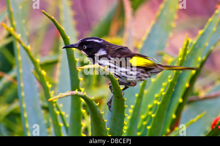 New Holland Honeyeater appollaiato su un Red Hot poker fiore e avanzamento sul Nectar Hallett Cove Australia del Sud Foto Stock