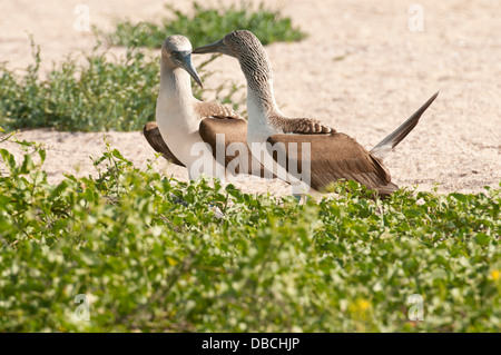 Stock Foto di una coppia di allevamento di blue footed boobies. Foto Stock