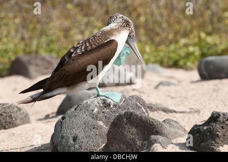 Foto di stock di un blu footed booby in piedi su una roccia, graffiare la sua testa. Foto Stock