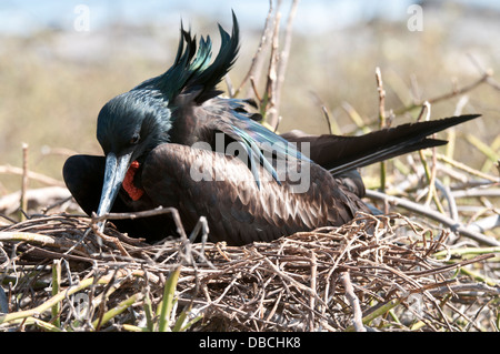 Magnifica frigatebird (Fregata magnificens) seduto su un nido su North Seymour Island, Galapagos. Foto Stock