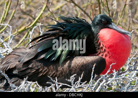 Magnifica frigatebird (Fregata magnificens) seduto su un nido su North Seymour Island, Galapagos. Foto Stock