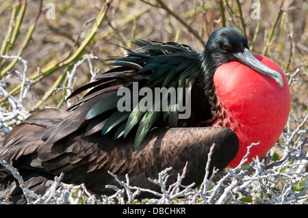 Magnifica frigatebird (Fregata magnificens) seduto su un nido su North Seymour Island, Galapagos. Foto Stock