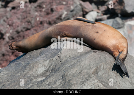 Foto di stock di galapagos sea lion prendere il sole su una roccia. Foto Stock