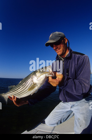 L'uomo tenendo un STRIPED BASS o rigatore (Morone saxatilis) catturati durante la pesca con la mosca vicino a Chatham Cape Cod Massachusetts