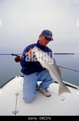 L'uomo tenendo un STRIPED BASS o rigatore (Morone saxatilis) catturati durante la pesca con la mosca vicino a Chatham Cape Cod Massachusetts