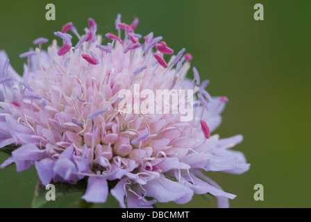 Primo piano di un campo scabious (Knautia arvense) blossom che mostra i dettagli di Rosa stami, Terwilliger Park, Edmonton, Alberta Foto Stock