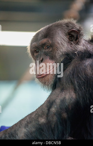 Un close-up di un vecchio di uno scimpanzé Foto Stock