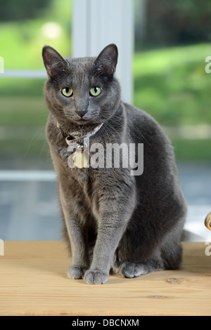 Korat gatto seduto su un tavolo di legno dalla finestra Foto Stock