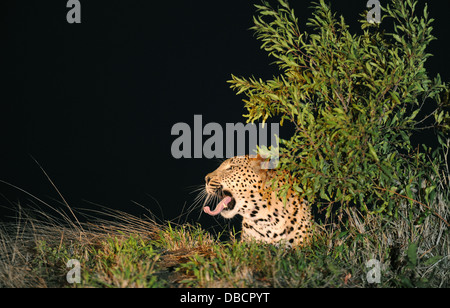 Leopard yawling durante la notte su un ant hill Foto Stock