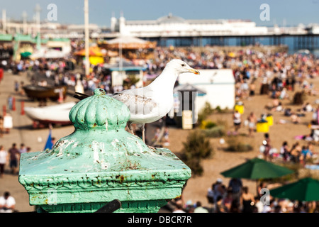 Seagull appollaiato sulla cima di un post, Brighton, Inghilterra, Regno Unito Foto Stock