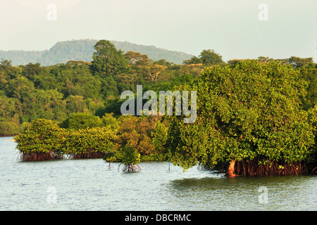 Mangrovia rossa Rizophora sp., Gilimanuk, Bali, Indonesia, Asia Foto Stock