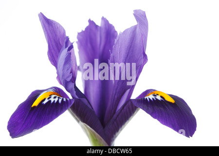 Iris "Pixie' AGM Reticulata Febbraio Foto Stock