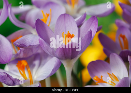 Crocus tommasinianus AGM primi crocus Febbraio Foto Stock
