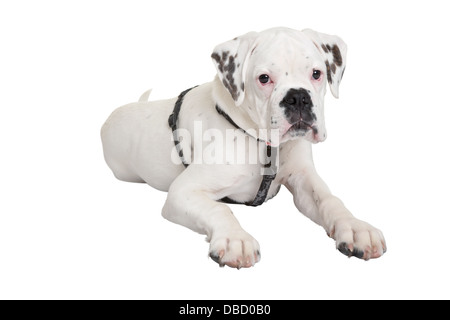 Ritratto di giovane cane boxer posa su sfondo bianco Foto Stock