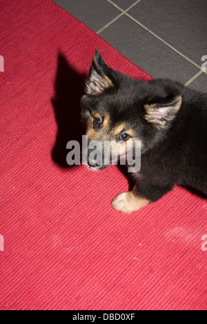 Sheepdog islandese cucciolo sul tappeto rosso Foto Stock