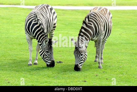 Due Zebra mangiare erba Foto Stock