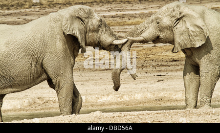 Gli elefanti il combattimento per la supremazia a Neubrowni waterhole in Etosha. Un piccolo gruppo di tori vieni qui la maggior parte dei giorni. Foto Stock