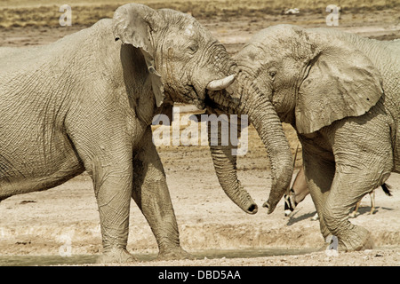 Gli elefanti il combattimento per la supremazia a Neubrowni waterhole in Etosha. Un piccolo gruppo di tori vieni qui la maggior parte dei giorni. Foto Stock