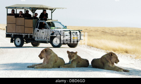 Indisturbato da qualche auto un orgoglio dei leoni trovare ombra sulla strada attraverso il pan di Okondeka in Etosha. Foto Stock