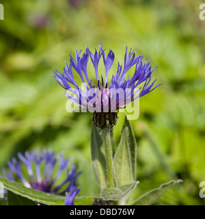 Blu fiordaliso centaurea montana in fiore Foto Stock