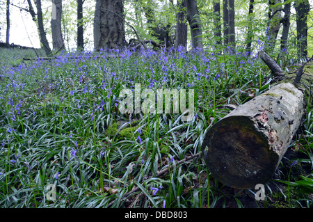 Ceppo di albero su un tappeto di Bluebells in 'hotel Astrid parte di legno del Dales Modo lunga distanza sentiero Wharfedale Yorkshire Foto Stock