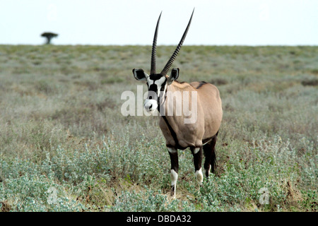 Un oryx sta solo sul bordo dell'Etosha pan nella stagione umida. Foto Stock