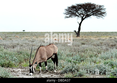 Un oryx bevande in una pozza sul bordo dell'Etosha pan nella stagione umida. Foto Stock