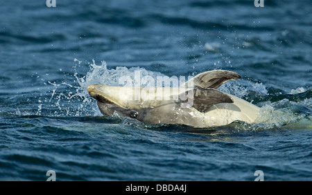 Il tursiope o delfino maggiore caccia in Chanonry Point per il salmone. Foto Stock