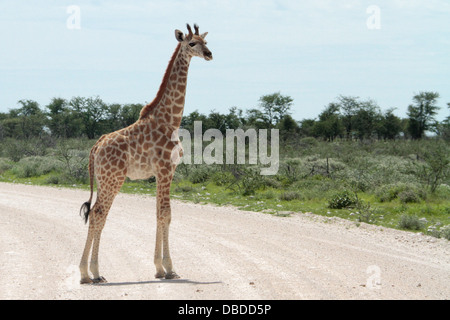 Un giovane giraffa nella strada sul bordo del grande Etosha Pan Foto Stock