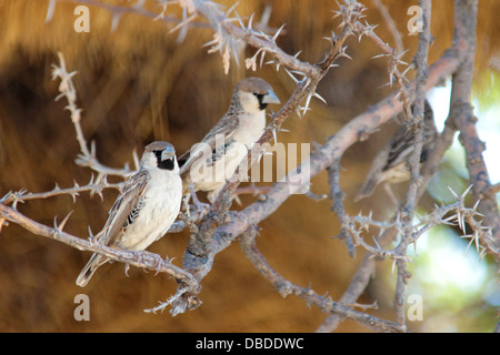 Socievole tessitori brevemente in pausa nel compito di costruire il loro nido massiccio in Etosha Foto Stock